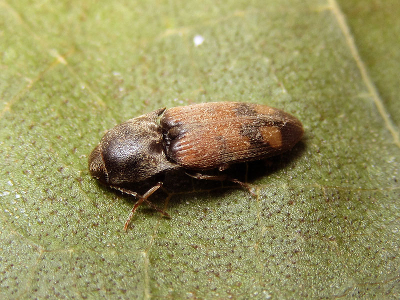 Elateridae: Drasterius bimaculatus ?  S !
